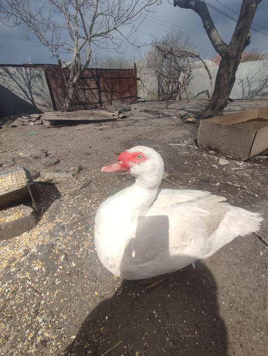 Мускусні важкої лінії.Ніжин.р-н.