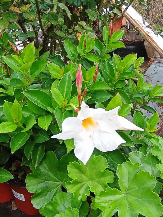 Мандевіла гранат інжир лимон