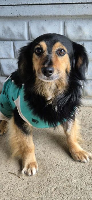 Śliczny, mały chłopczyk do adopcji
