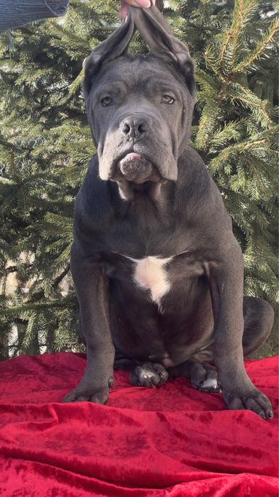 Кане корсо дівчинка