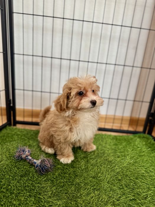 Maltipoo    Ciemna, maluteńka  sunia   ZAREZERWOWANA