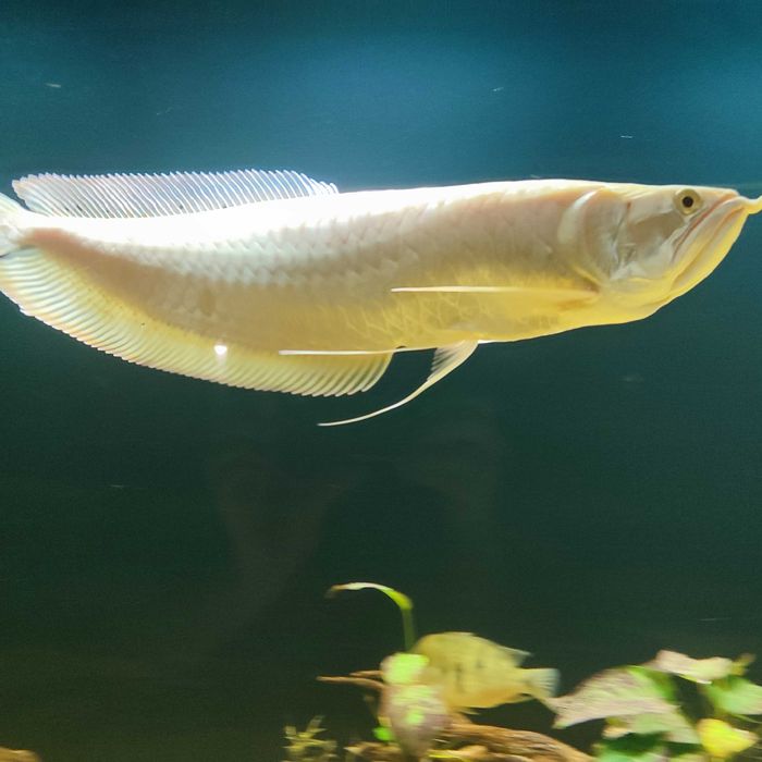 Arowana srebrna albino 40-50 cm