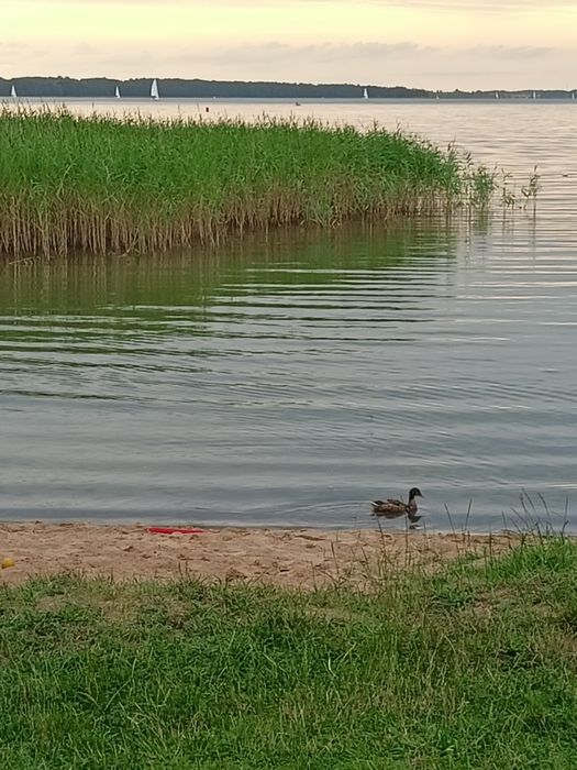 Domek do wynajęcia