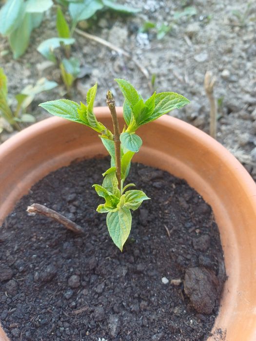 Sadzonki   roslin