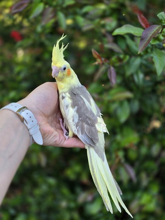 Caturras Domesticadas