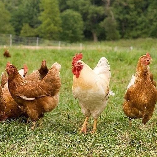 Домашні Курячі яйця з доставкою