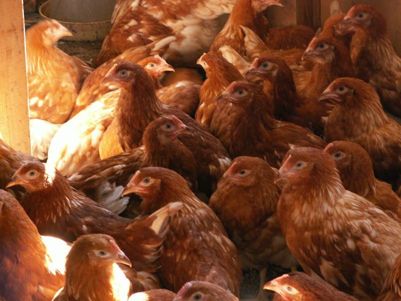 Kury nioski 7-mio tygodniowe - dowóz