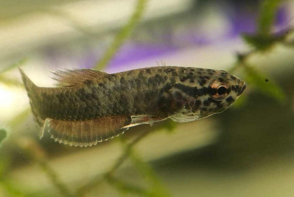 Betta albimarginata