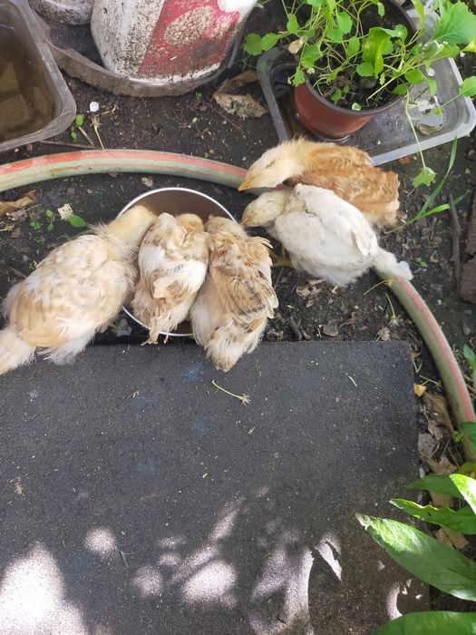 Vendo pintos alimentados com alimentação biológica