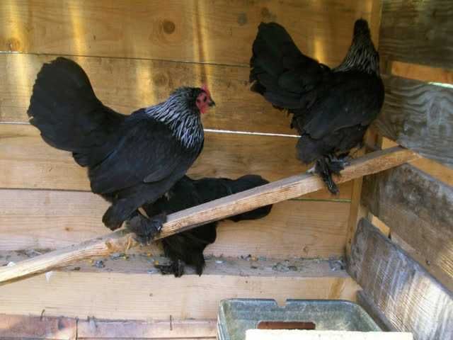 Мільфлер, яйце інкубаційне. Парцелян. Iзабелла. Колумбiя чорна