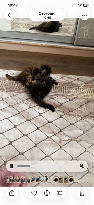 Мейнкун кошенята