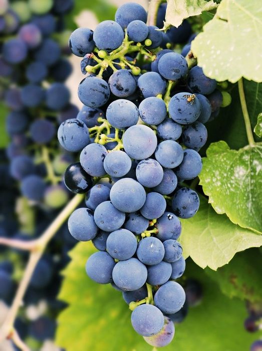 Uvas  para vinho