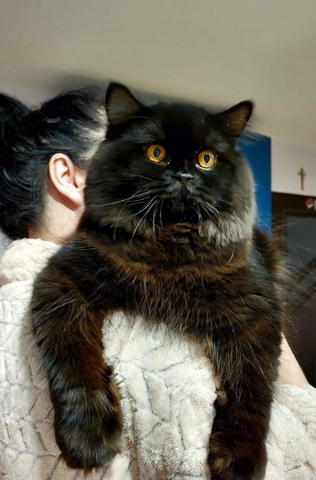 Szkocki prostouchy z rodowodem WCF