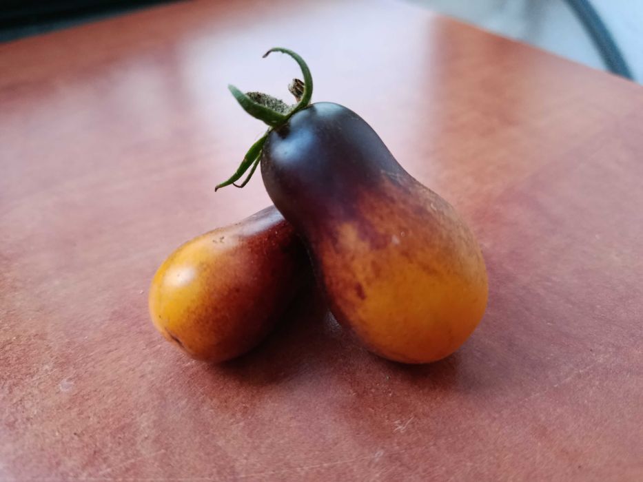 15 Sementes - Tomate Pera Indigo - Solanum lycopersicum
