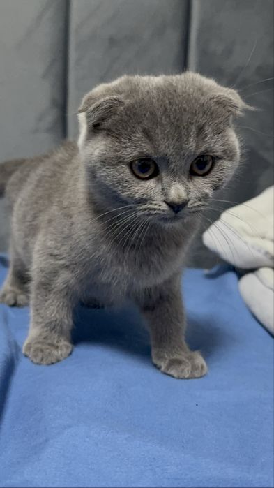 кошеня весловухе