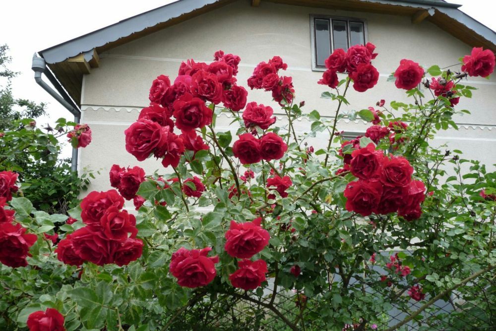 Троянда паркова, роза, сажанці троянди,