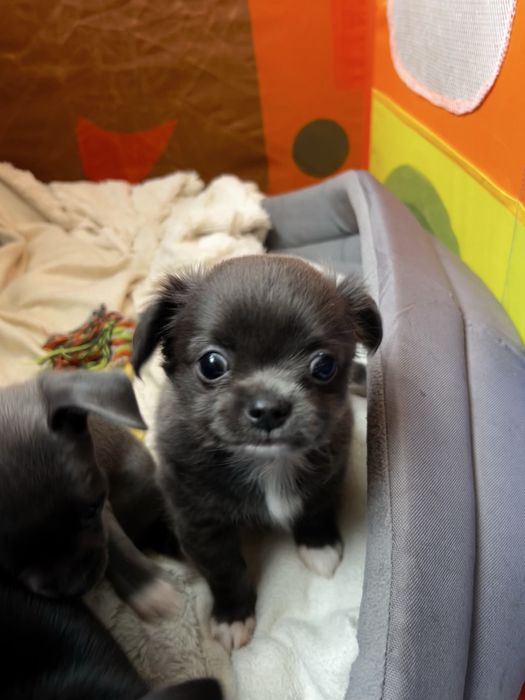 Продаж цуценят чихуахуа.