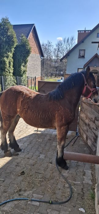 Ogierek zinmokrwisty***