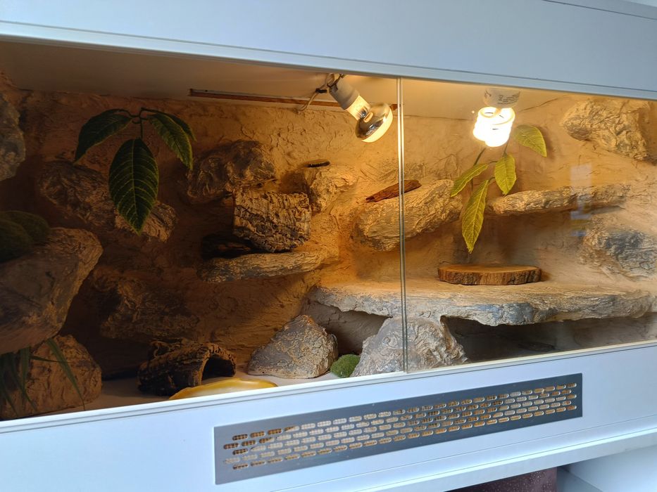 Terrarium dla agamy