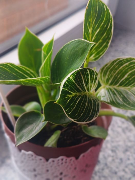 Filodendron Philodendron Birkin