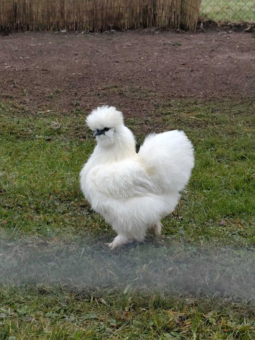 Jaja lęgowe-silka USA biała