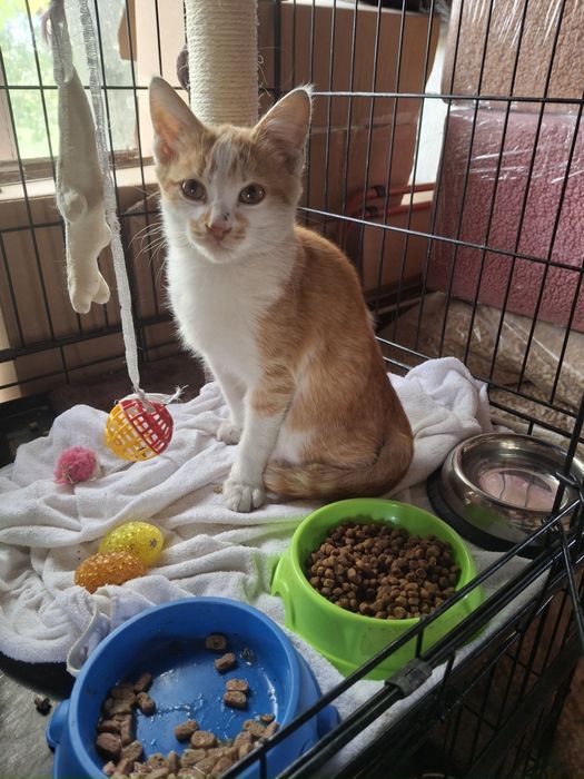 Котёнок мальчик ищет заботливую семью.