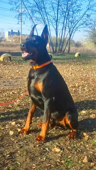 Доберман кобель для племінного розведення, DCM1,2-NN, Вілібрант- NN