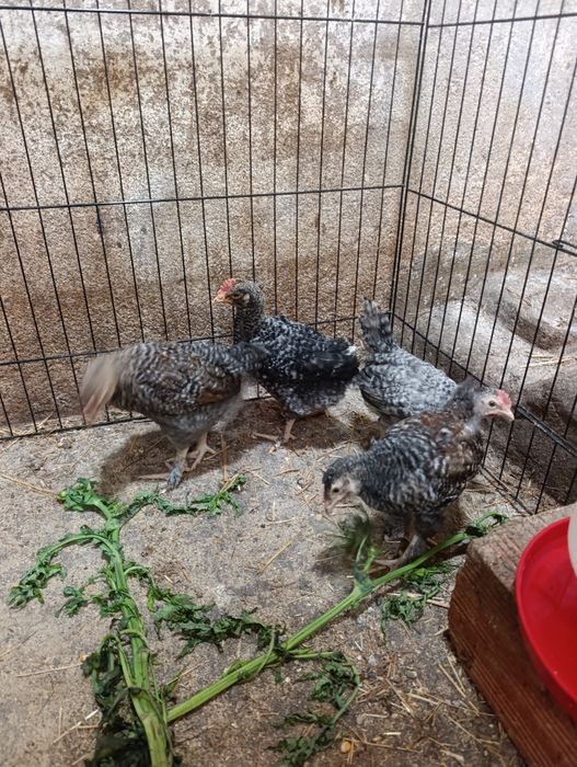 Frangos para venda