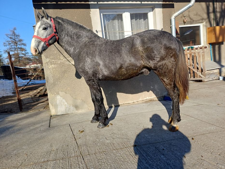 Wałach śląski, 2 lata, siwy