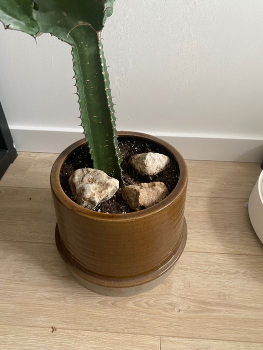 Kaktus wilczomlecz piękny duży