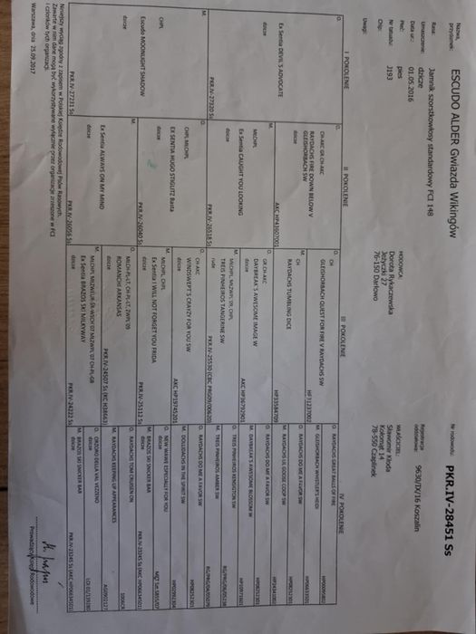 Jamnik szorstkowłosy standardowy