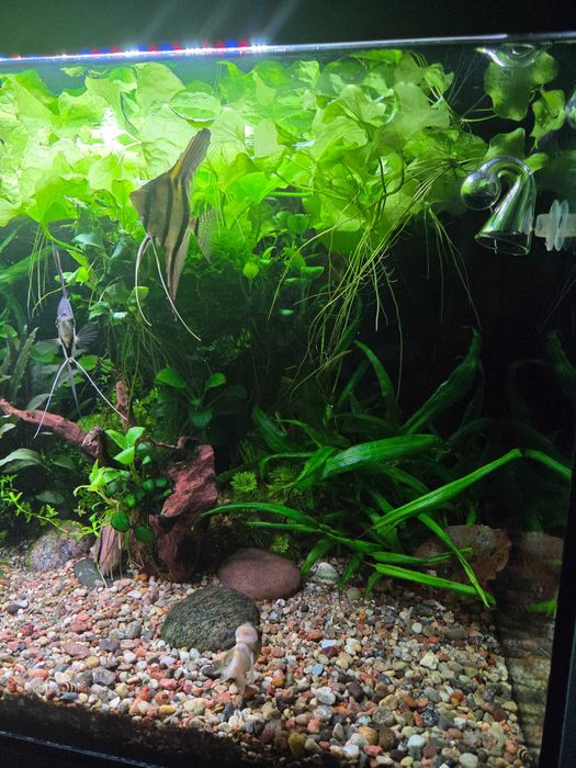 Lotos zielony Tajwan- sprzedam/ zamienię