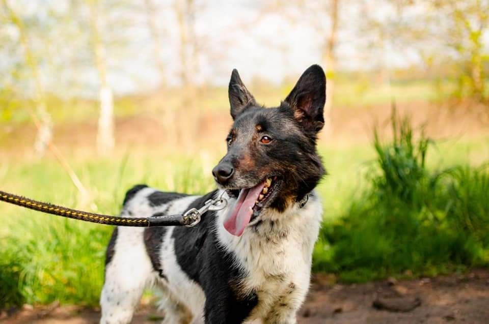 Młody pies szuka domu