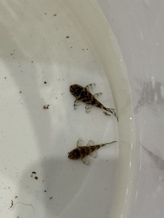 Hypancistrus sp. L333 (Glonojad) - Aqua-Tech