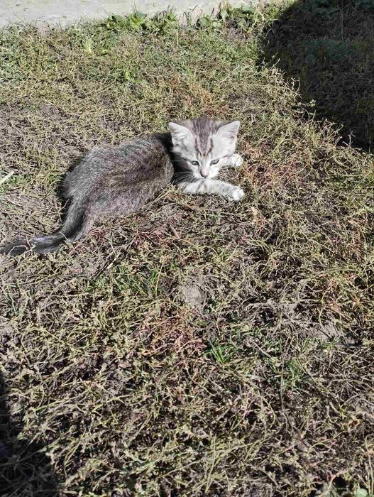 Віддамо двох котиків. с. Вільшана, Сумська обл.