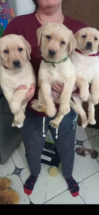 Лабрадор ретривер