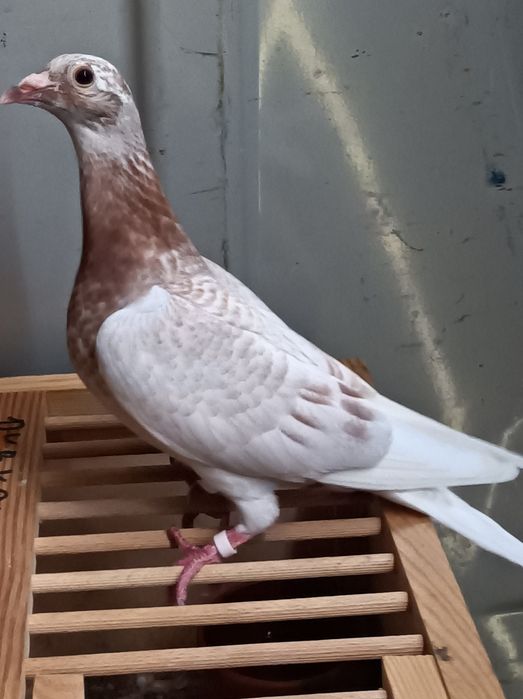Gołębie pocztowe pstry andaluz