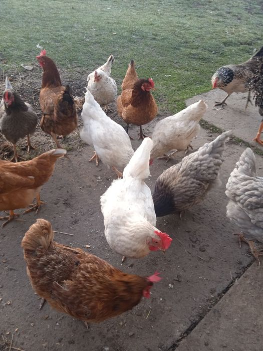 Кури домашні різних порід