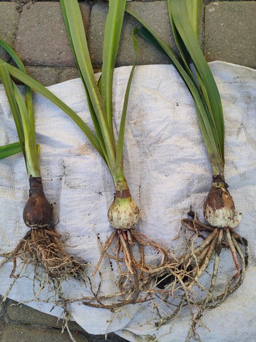 Гиппеаструм червоний