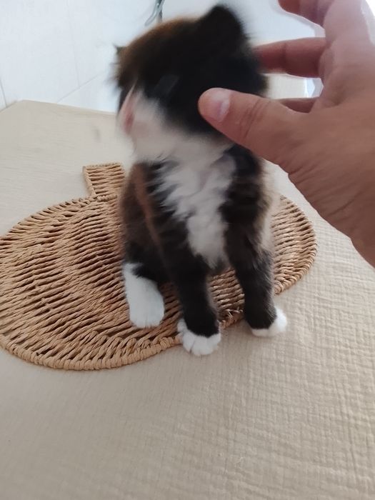 Gato persa  himalaia