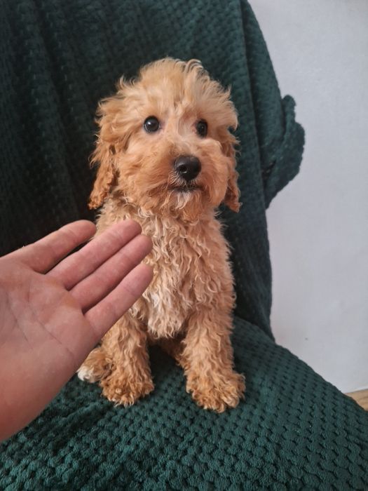 Pudel miniaturowy-chlopczyk