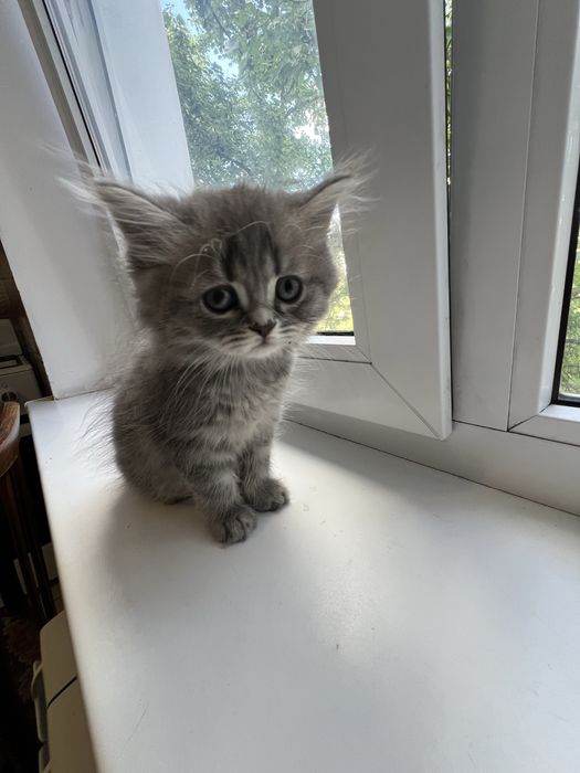Шотландські кошенята