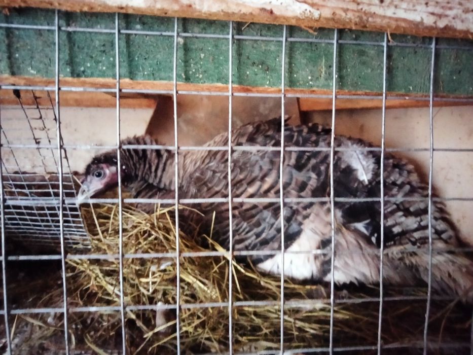 Продам Индичку 500 грн