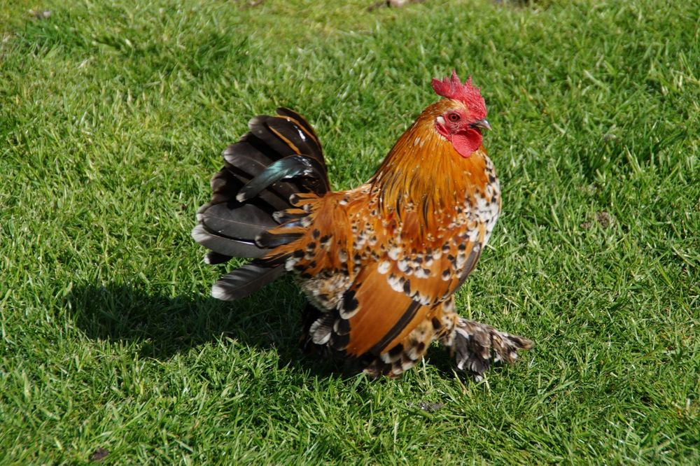 Kury ozdobne karzełek łapciaty