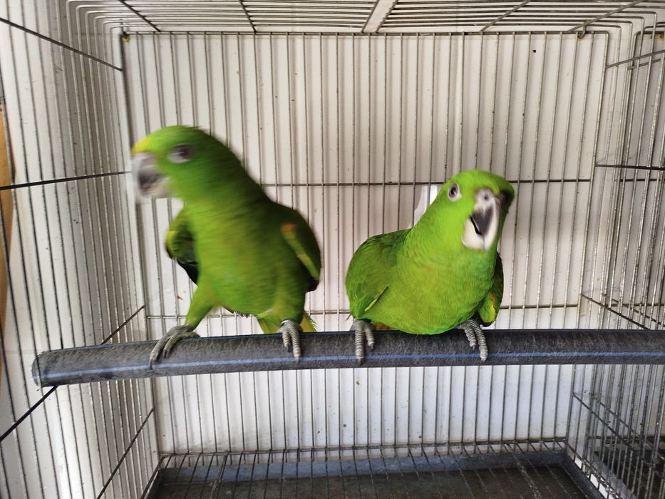Amazona auropalliata