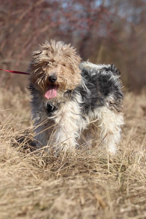 Grim puchaty psiak szuka domu