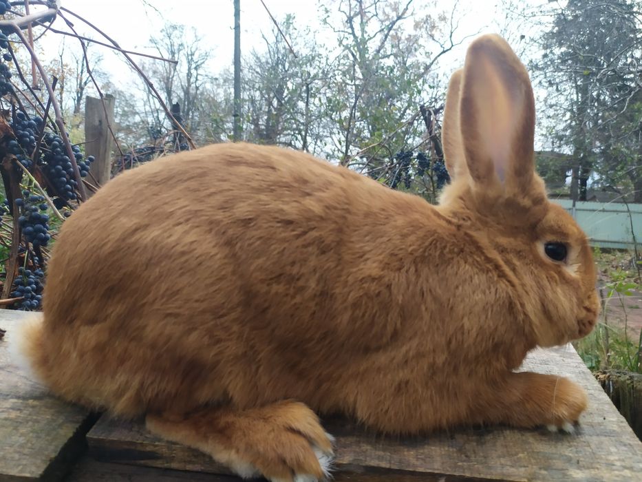 Кролі Бургундської породи та НЗЧ(Новозеландська Червона)