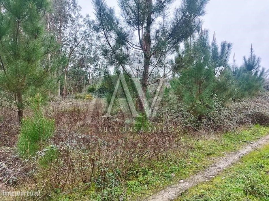 Terrenos Rústicos - Gândara de Cima - FEBRES - CANTANHEDE - | LEILÃ...