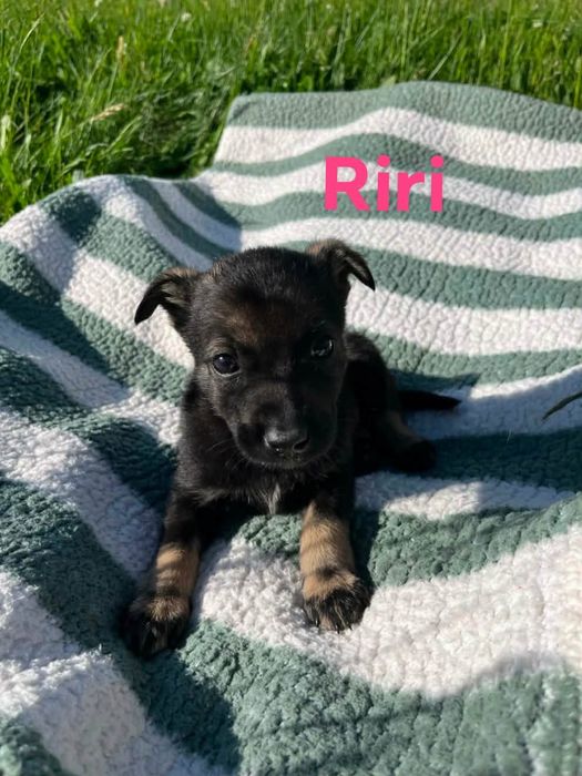 Miot R szczeniaki do adopcji
