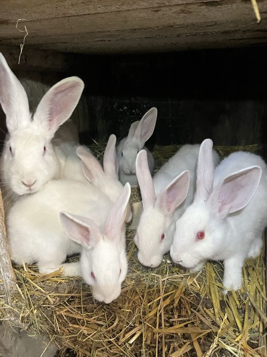 Młode króliki mieszańce